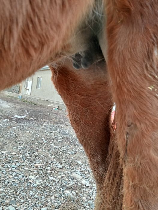 Сауын бие сатылады .