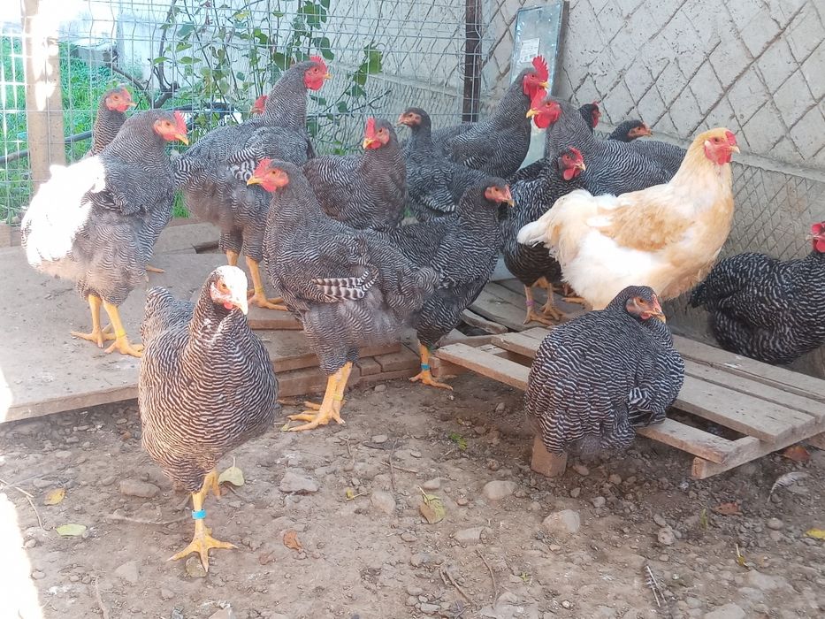 Vind ouă de incubat