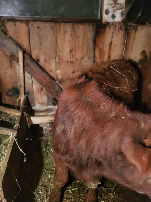 Tauras angus in jur de 200 kg