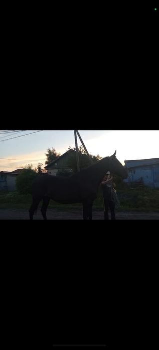 Кобыла Орловской породы