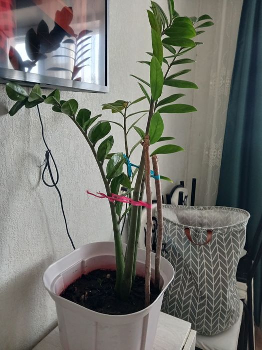 Продам срочно домашние цветы