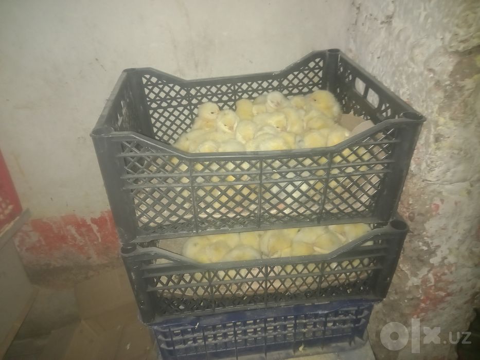 Tez o'suvchi jojalar garantiyasi bilan