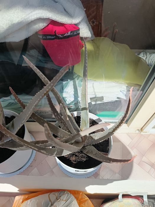 Продам алое вера