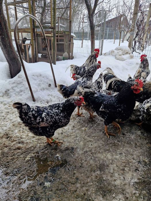 Vand familie gaini pita pinta