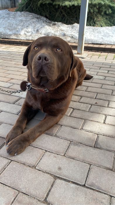 Вязка Лабрадор ретривер