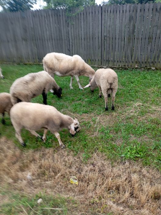 Miei Suffolk/bergamasc/carabas