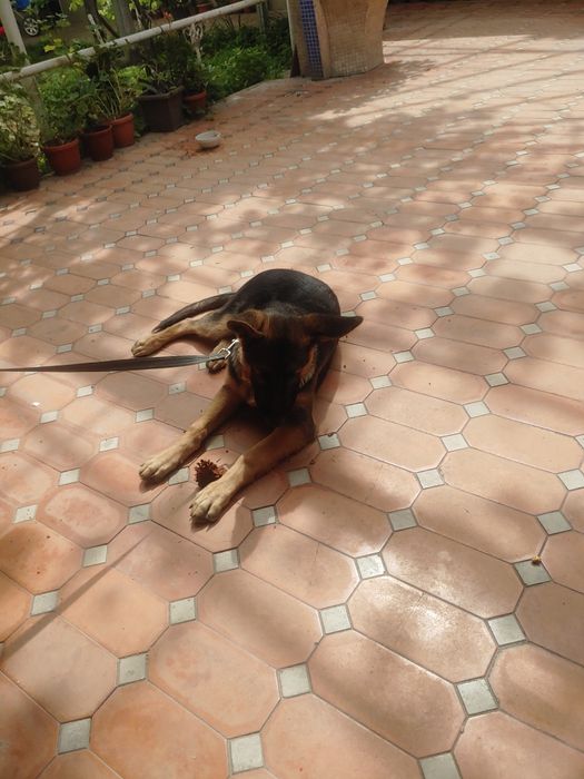 Немецкая овчарка