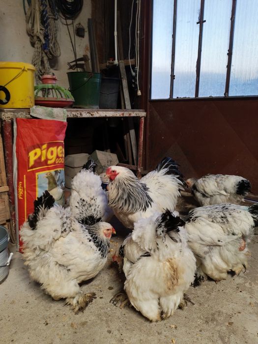 Vând 4+1 brahma HD 2025