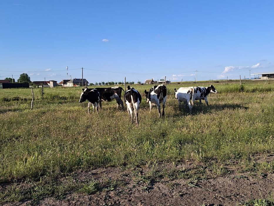Vițele Holstein de vânzare