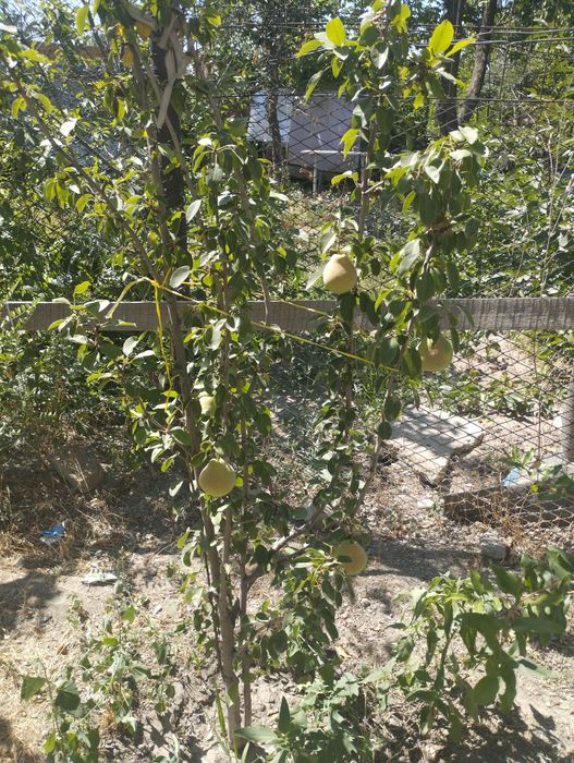 3-х комнатная квартира