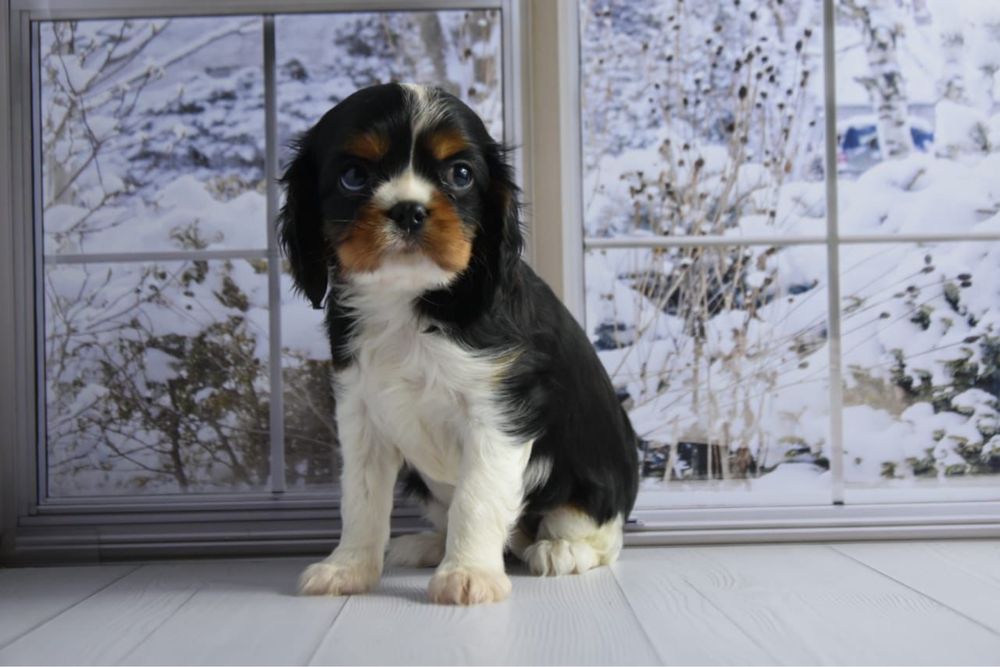 Кавалер кинг чарльз спаниель