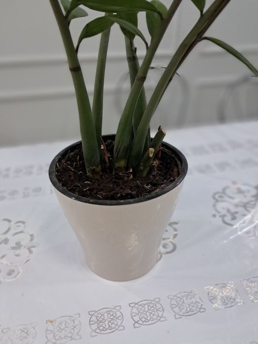 Денежное дерево Замиокулькас.