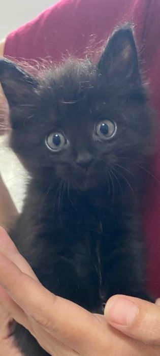 Котят в добрые руки