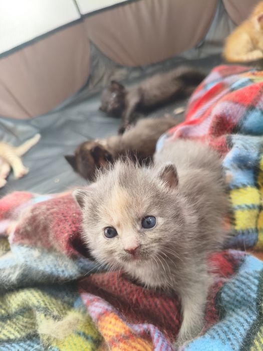 котята ищут дом!!