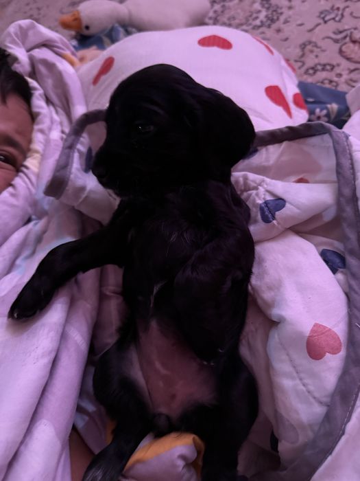 Продам русский охотничий спаниель