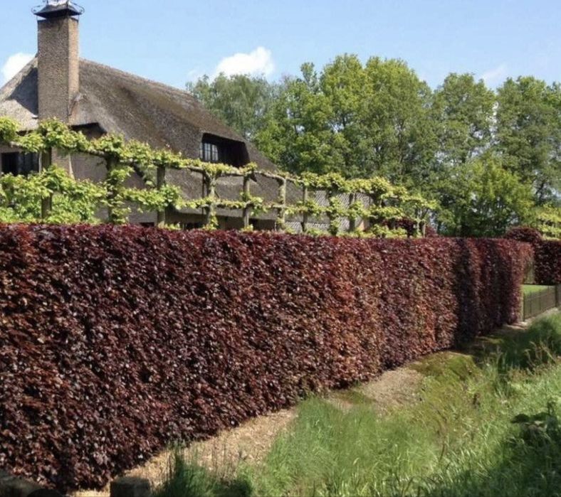 Пузыриплодник диабло калинолистный