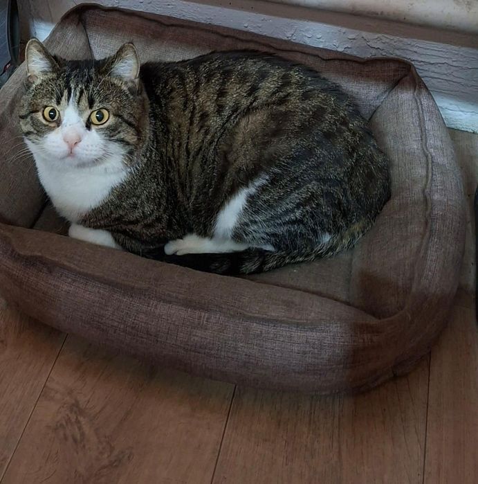 Ищем дом для кота