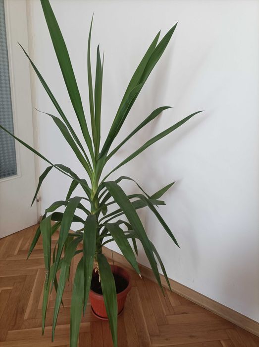 Стайно растение Юка