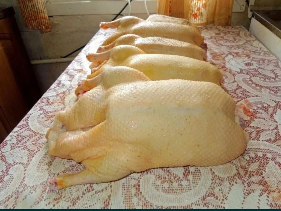 Шикарные крупные тушки гуси