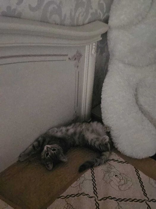 Котёнок девочка бесплатно в добрые руки