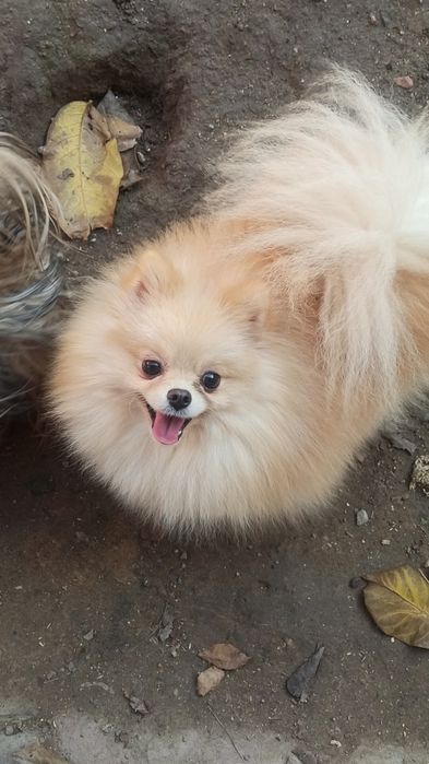 Кукольный мальчик померанского шпица