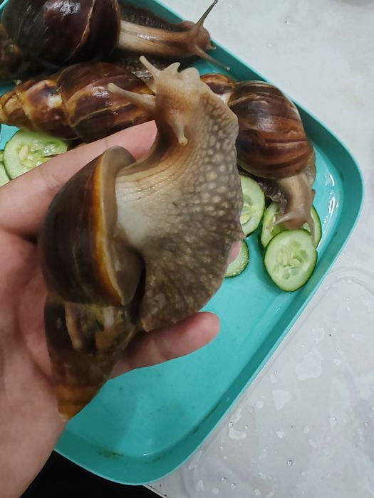 Продам Улитку ахатинв