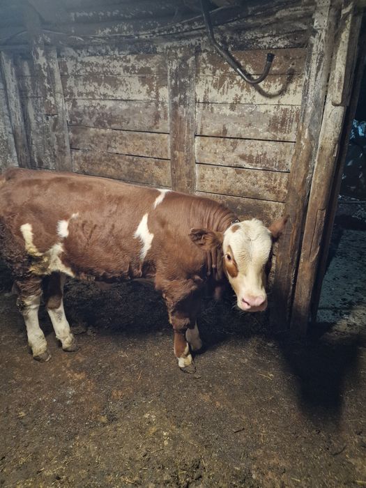 Vând vițel bălțat German