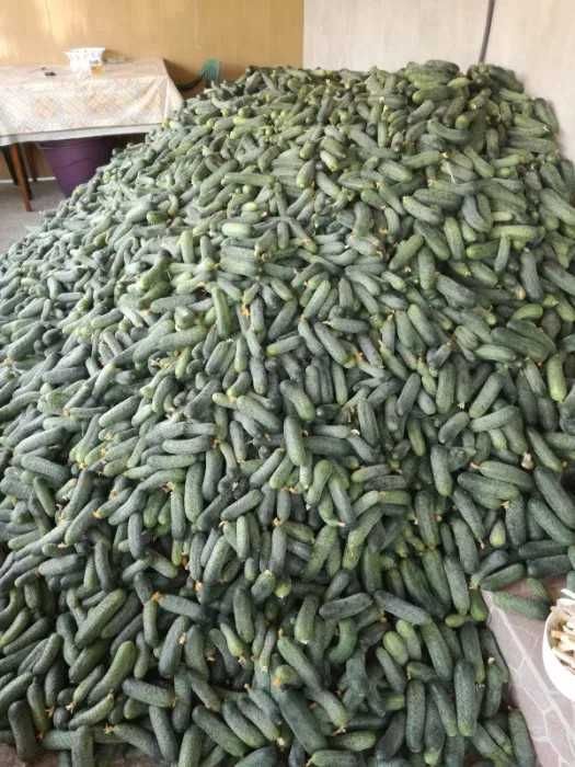 Vand castraveti murati .