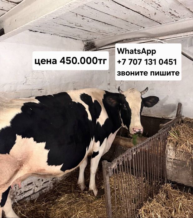 Корова молочная Бұзау қосылған сүт