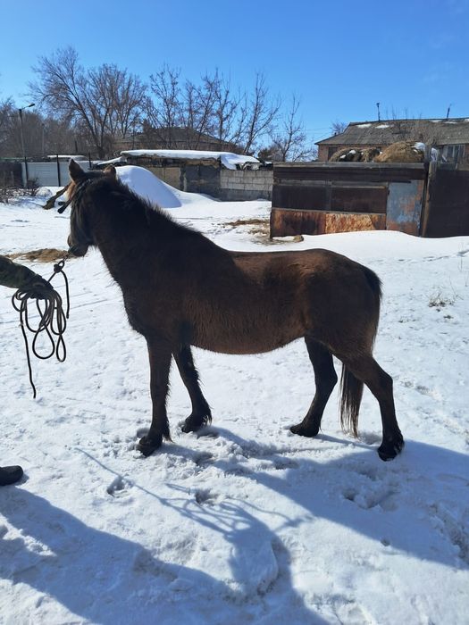 Семіз қысыр би сатамын