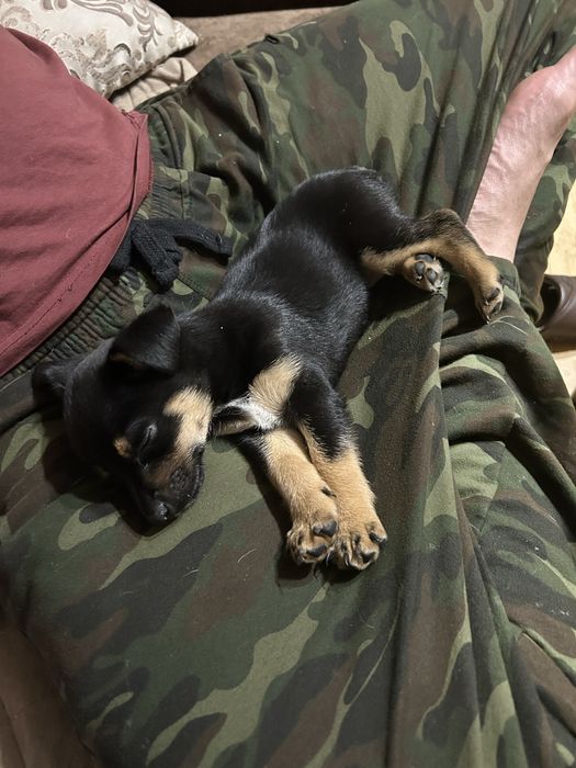 Вязка немецкий пинчер