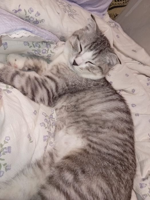 Кошка имя Мила ищу самца для вязки