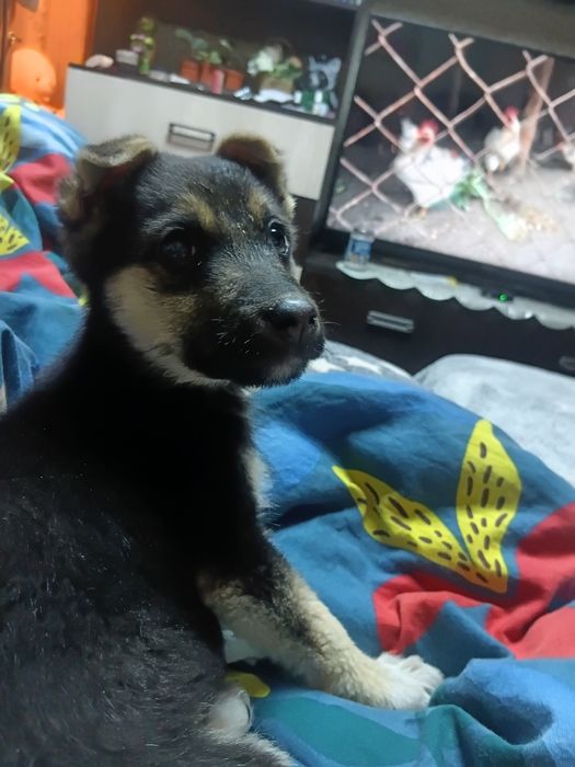 Отдам щенка в хорошие руки.