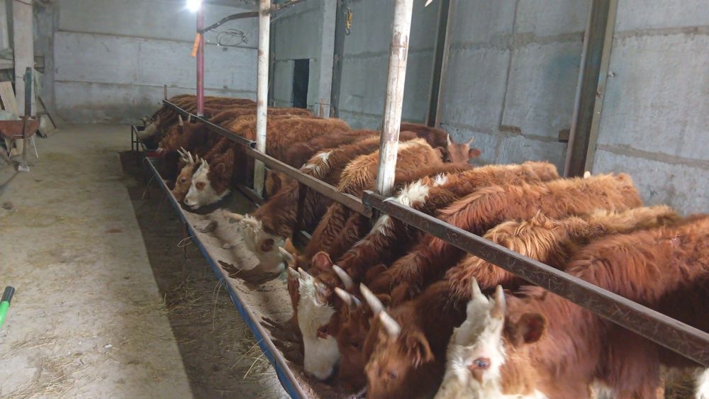 Продам 30 голов, бычки