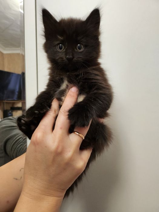 Кошечки в добрые руки