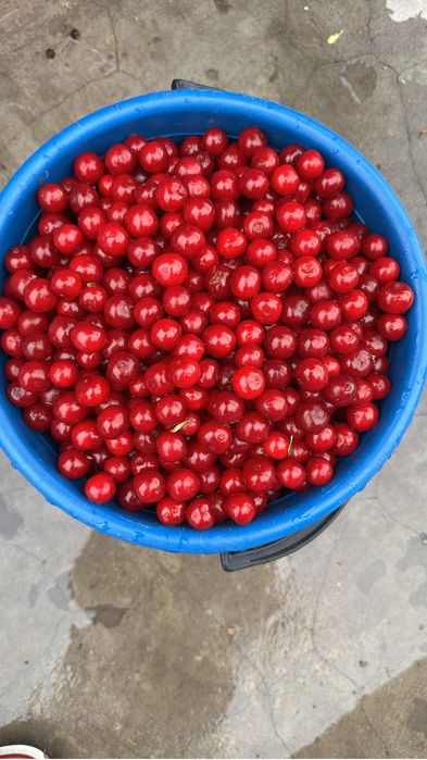 Продам вишню крупная