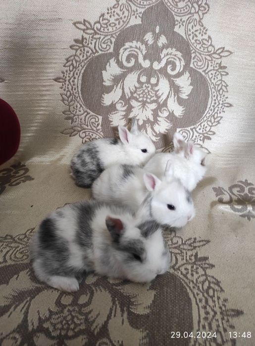 Карликовые кролики