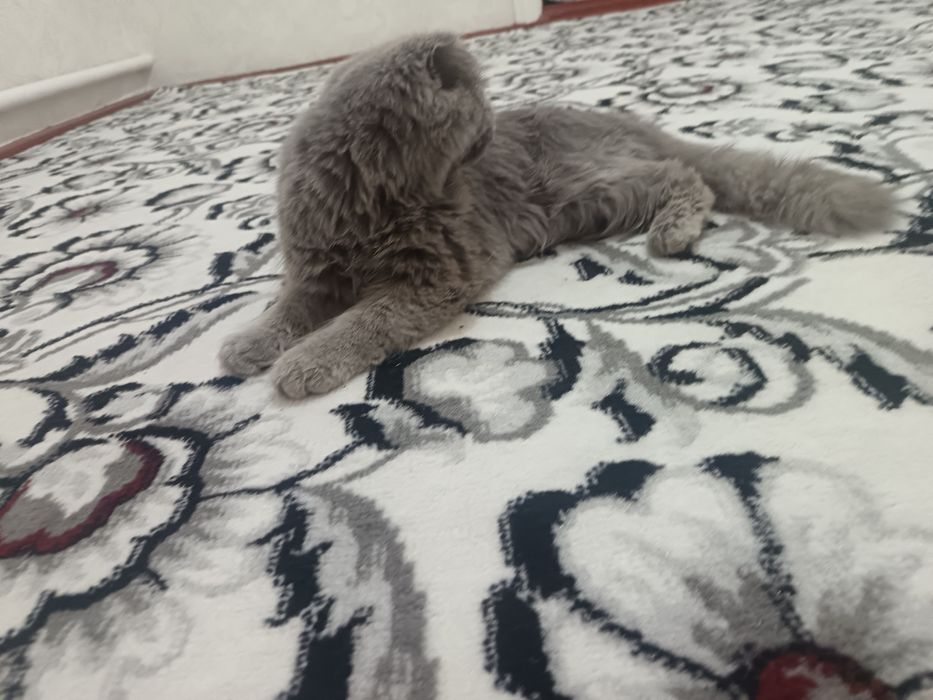 Zotli mushuk sotiladi