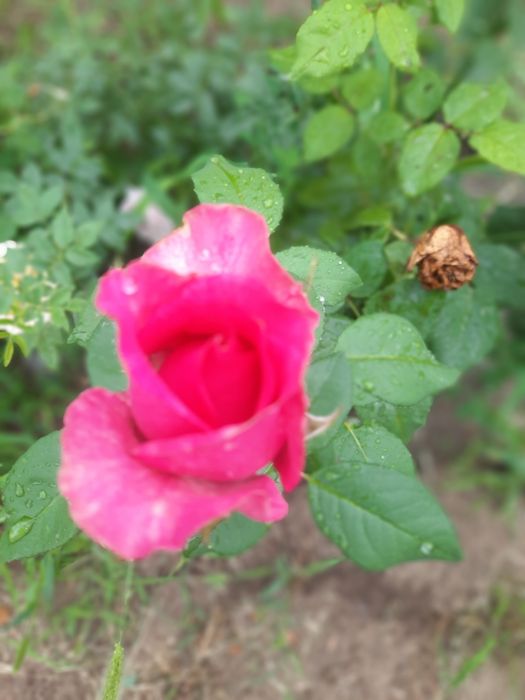 Продам дачу со Агротехснаб