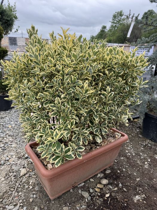 Plante ornamentale - Targu Jiu - rezistente la temperaturi scazute