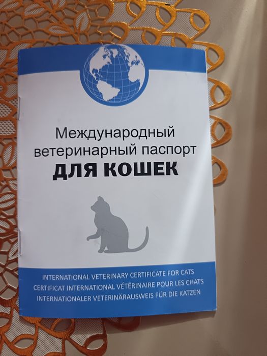 E'lon Btritanskiy strayt Mushuk sotiladi