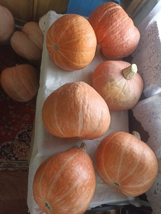 Продаётся дачная  тыква