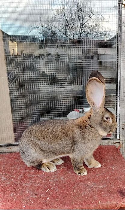 Mascul De Uriaș gri german 96.5 p in expo