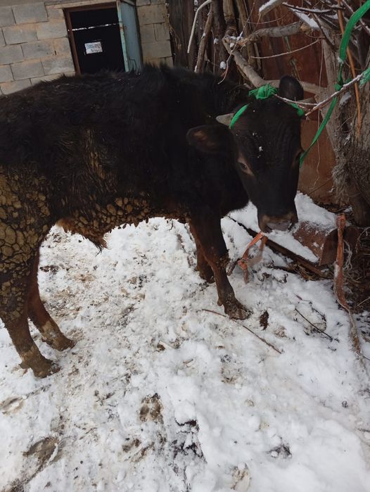 Продам бычка село Кайназар