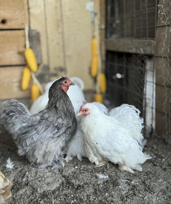 Oua cochinchina pitic