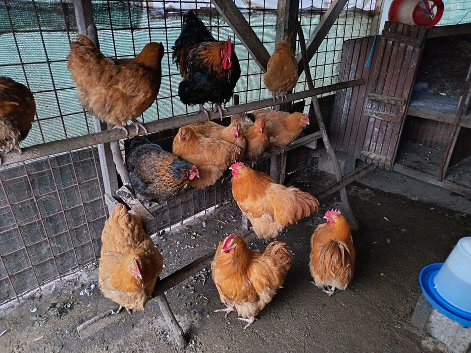 Vând gaini orpington galben