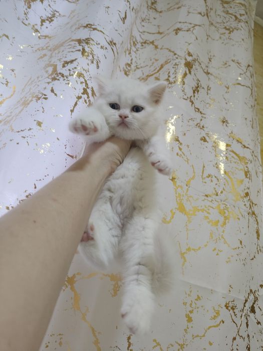 Редкие Белый Британцы