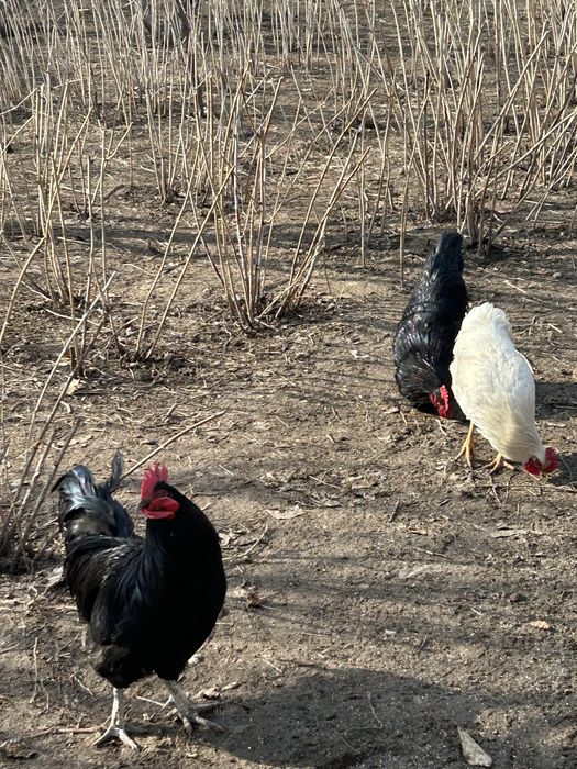 Петухи продам на племя