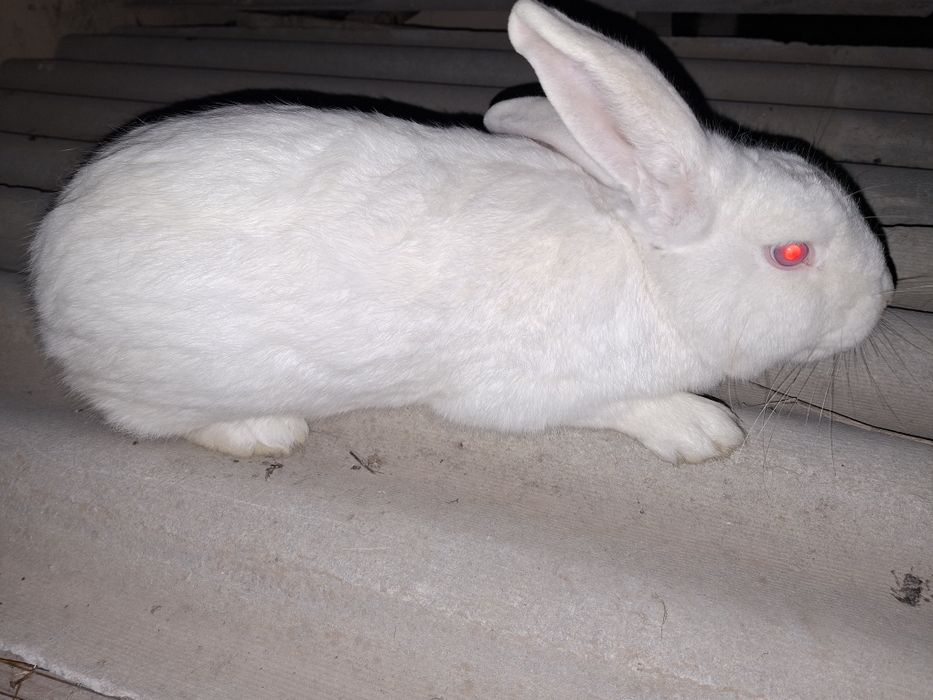 "Великан" куйони.