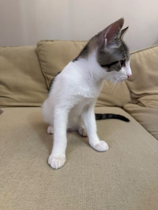 Подарява се мъжко коте